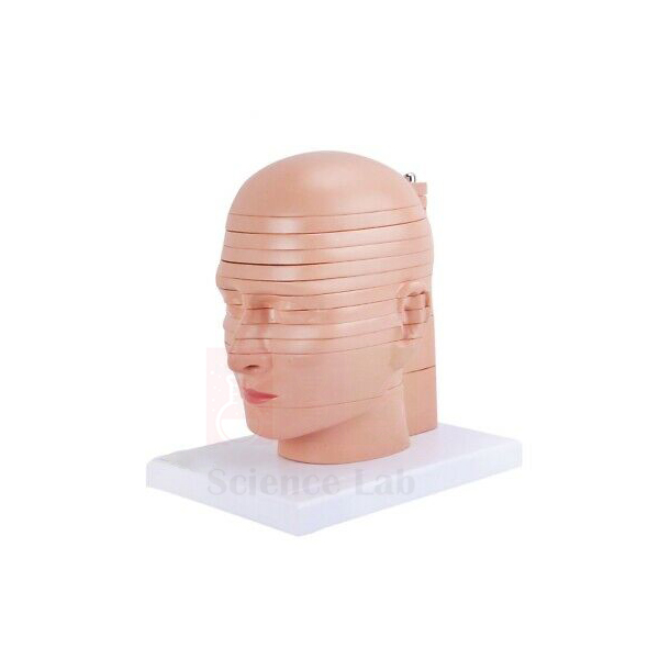 Horizontally Sectioned Human Head Model